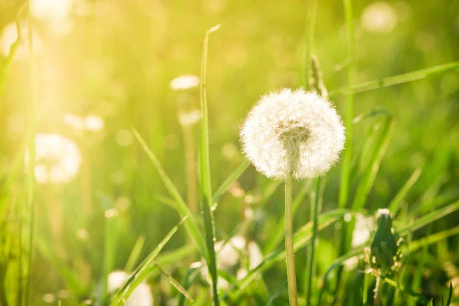 Follow These Strategies in Allergy Season to Relieve Discomforting Symptoms, Say Our Experts at Nutriessential