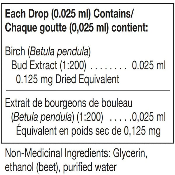 Betula Pendula Bud by Unda