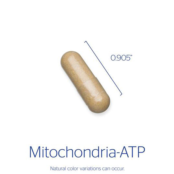 Mitochondria-ATP for energy