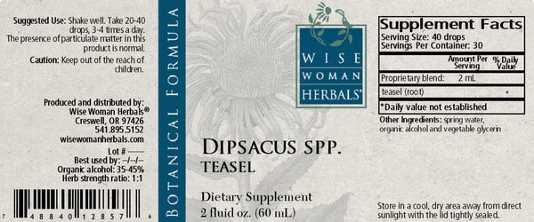 Dipsacus spp. (teasel) Wise Woman Herbals